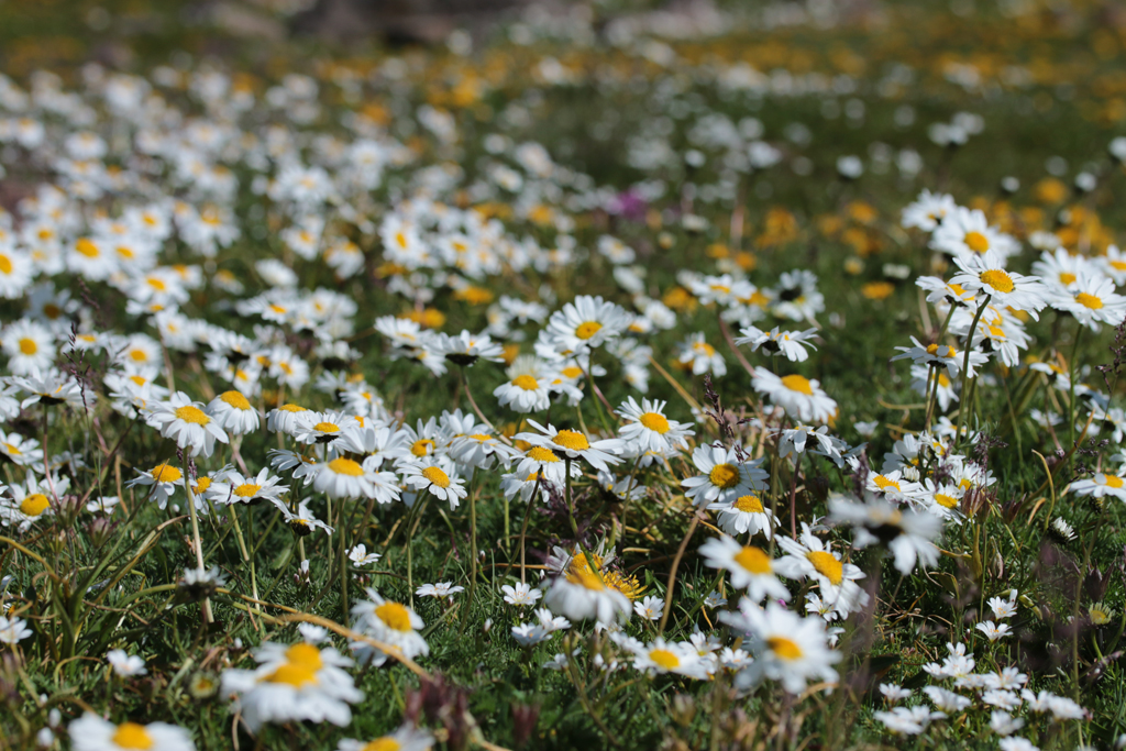 Blumenwiesen auf dem Hang des Aragats