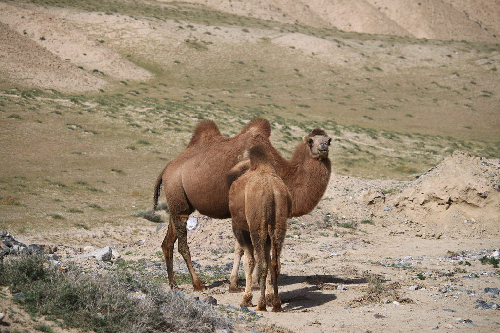 Kamele auf der Strecke