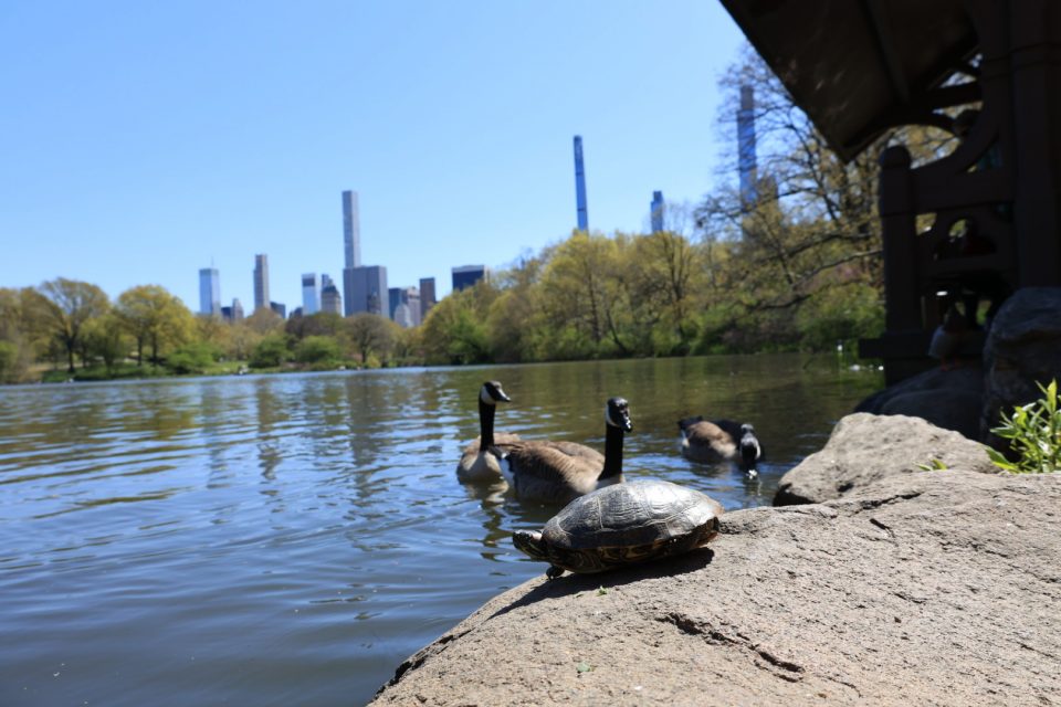 Im Centralpark gab es sogar Schildkröten