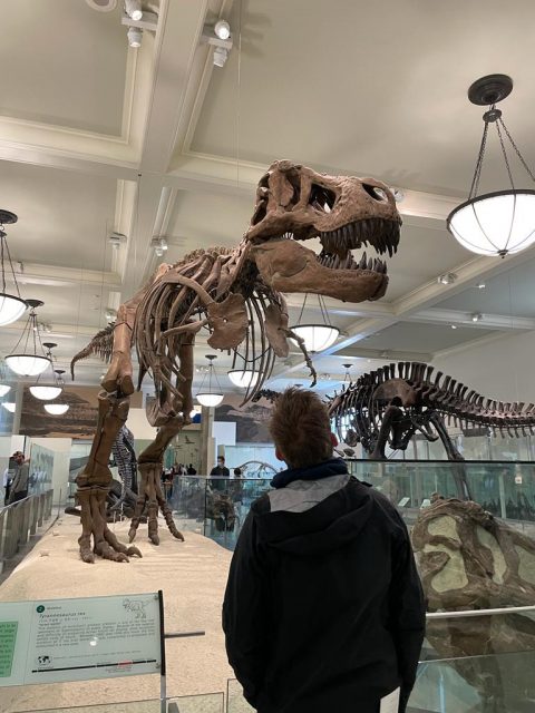 Ein Skelett vom T-Rex im Natural History Museum