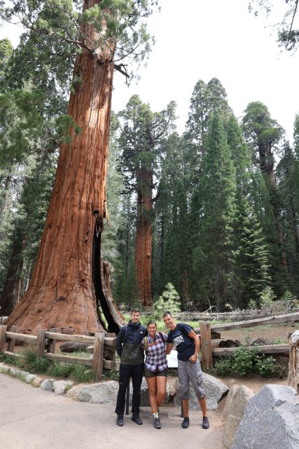 Mit 2700 Jahren eines der ältesten Bäume auf der Welt
